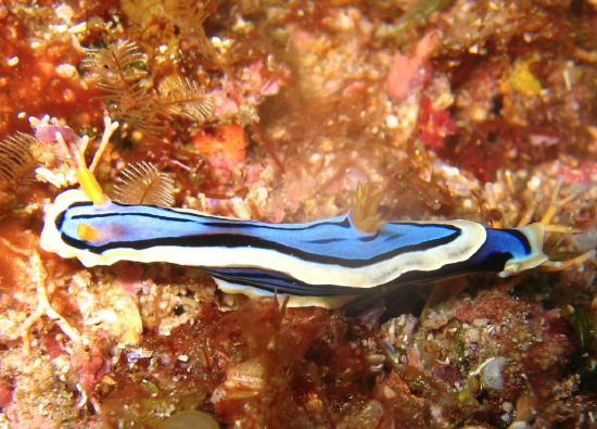  Chromodoris elisabethina (Sea Slug)